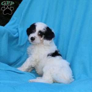 Sprinkles, Cockapoo Puppy